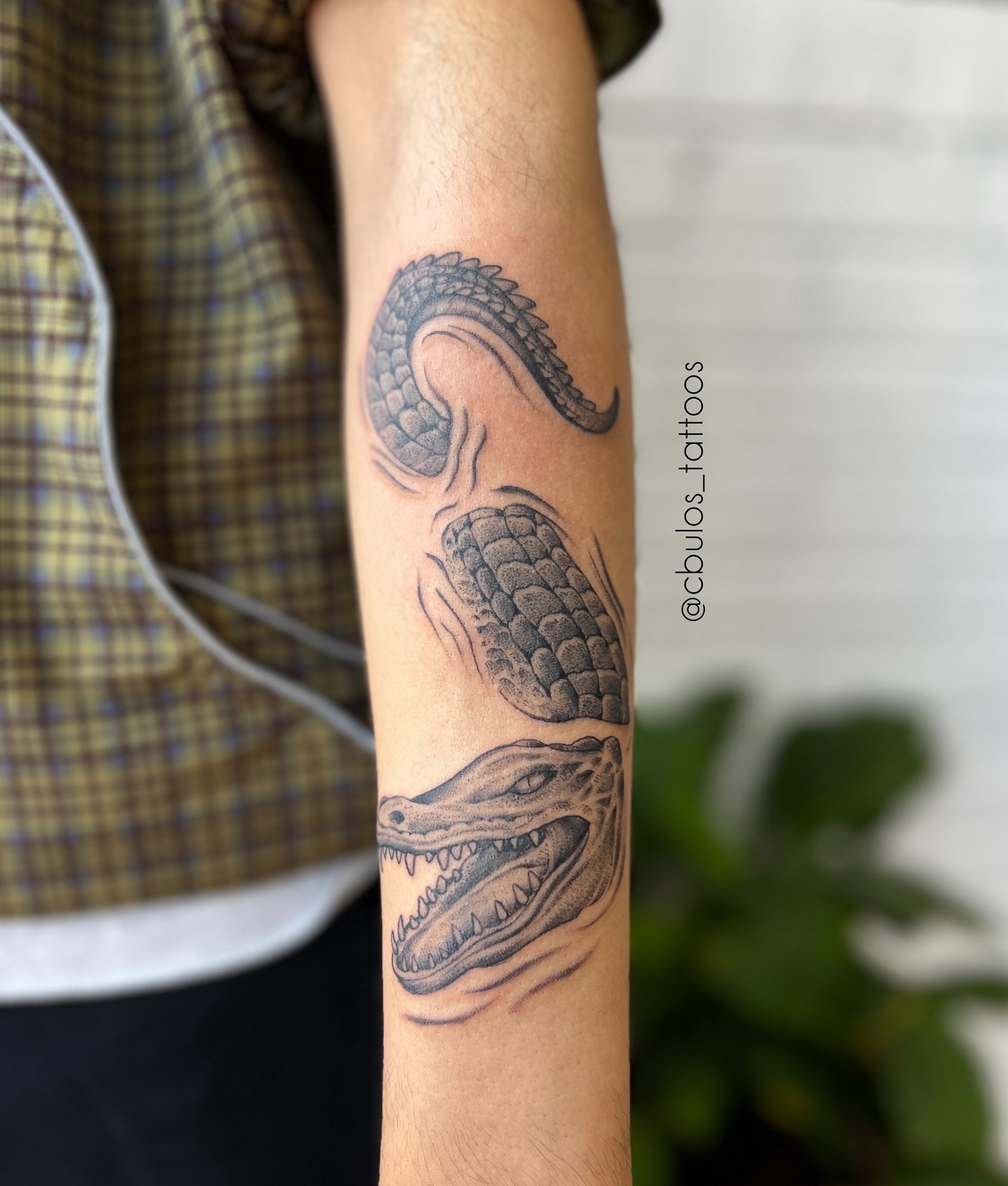 Crocodile — forearm